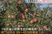 群馬県の農家から収穫間近のりんご約750キロ盗まれる事件発生「1年かけて丹精込めて育てたのに…」