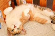 【悲報】ワイジの手、ネッコに枕にされる