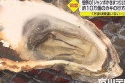 【石川】残った“10万個超のカキ”…3万人訪れるカキ祭り中止で業者悲鳴