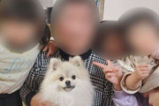 6歳女の子と散歩中…愛犬ポメラニアンが車にはねられ死んだ事故 走り去ったとみられる高齢男性を書類送検へ