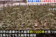 【訃報】グエンさん、とうとう麻薬を大量栽培