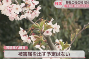 【悲報】今年も発生、桜切る馬鹿「名所で枝十数本切断※被害届を出す予定はない」春の風物詩ｷﾀ━━━━(ﾟ∀ﾟ)━━━━!!