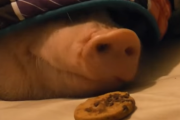 家で飼ってるブタさんが寝てたので、クッキーを置いてみた。 海外の反応