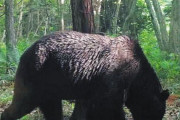 【悲報】北海道で家畜を荒らし回ったヒグマ「OSO18」、弱者オスだった