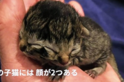 【画像】顔が２つある子猫「ヤヌス猫」が誕生！？