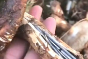【動画】中国あるある、重量水増し！今度は松茸の柄の中に釘を詰め込む～！