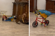 独り占めしたおもちゃの自転車を器用に乗りこなすインコに驚き！