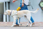 盲導犬が可哀想に思う人