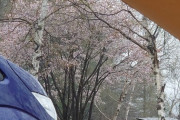 まだ桜の咲く菅平のキャンプ場で今テント立ててのんびりしてる
