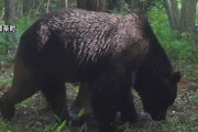 「ＯＳＯ１８駆除」の真相が明らかに！釧路町で特定のクマが知らずに駆除される！？