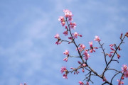 【画像】いい天気だから河津桜を見ながらお散歩