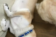 【画像】うちの柴の子犬がトイレもおすわりも待ても覚えたのに、噛むのは治らないwww