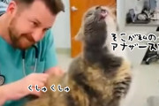 獣医さんが猫の急所をピンポイントでくすぐったところ、盛大なリアクションを見せる（要音声）