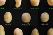 【画像】じゃがいも、なんか見覚えのある名前がいくつかある🥔【ラブライブ！】