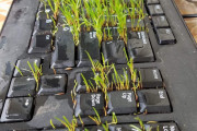 【画像】出張から帰ってきたらキーボードに雑草が生えてたんだがｗｗｗｗｗｗｗｗｗｗ
