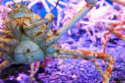 【悲報】水族館にいるカニって謎の不気味さあるｗｗｗｗｗｗｗｗｗ