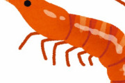 エビ「エビにも人権があるんですよ」
