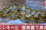逃げたアミメニシキヘビ、屋根裏で御用　「ヘビは一度外に出た後に戻ってきたとみられる」