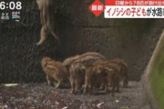 水路に落ちたウリ坊「助けてはダメ」鳥獣保護法の規定　救出した男性「雨が降ると溺れてしまう」