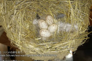 【画像】ツバメの卵を見て…