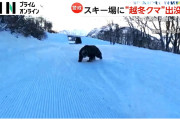 【悲報】クマブーム、急に終わる