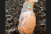 閲覧注意！寄生虫に乗っ取られた「ゾンビ・カタツムリ」が話題に