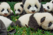 【画像】中国「このままだと日本でパンダを見ることはなくなるだろう」　日本人「どーぞどーぞｗ」