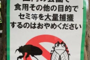 【画像】日本人にセミがうまいとバレた結果、公園がグルメ会場にｗｗｗ
