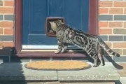 猫用ドアを玄関に設置した業者、猫が使う瞬間を飼い主に送信するも、まさかの事態が勃発！