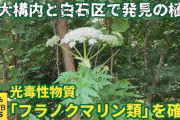 「すぐ洗い流し日光当たらないよう」北大構内と白石区で発見の植物「フラノクマリン類」を確認