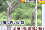 【ビッグモーター】福岡でも…「数百メートルに渡り街路樹を抜いてると、コツをつかんでくる」元従業員が証言