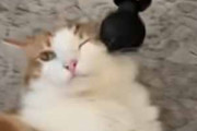 ネコ飼いが自分のために買ったマッサージガン。ドドドドドド♪ → 今では猫が夢中です…