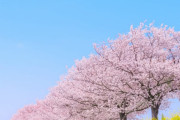 【画像】桜満開でワロタｗｗｗｗｗｗｗｗｗｗｗｗ
