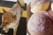 「どちらも喜びをくれる」ドーナツと柴犬がそっくりだと話題に 海外の反応