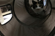 仕事が忙しくねこに最近あまりかまってられなかったので、トンネルを購入した。【再】