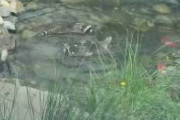 【朗報】アライグマ、仲良く泳ぐ