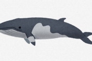 欧米人「捕鯨やめろ！！」日本「やだ！絶対取る！！！」 そんなにクジラ欲しいか？