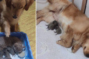 まるで第二のお母さん！産後のママ猫と子猫たちを見守る優しいゴールデンレトリバーにほっこり♪