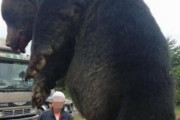 韓国人「北海道で捕獲された400kgの巨大ヒグマを見た韓国人が衝撃！」→「人間が小動物に見える錯覚（ﾌﾞﾙﾌﾞﾙ」
