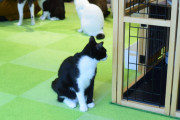 【画像】猫カフェ行ってきたんたが…