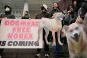 あと10年もすれば日本が犬食してたと言い出すさ　〜　【韓国】ついに終わりを迎える“犬食文化” 食用犬の飼育農場主などが抗議集会…髪を剃る姿も