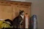 ネコが台所で遊んでいた。ここから棚の上にジャンプだ！ → さすが猫ですね…