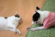 犬「ご主人様！ご主人様！」猫「落ち着けよ」