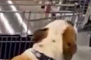 イヌを連れてお店にやってきた。お買い物、任せてだワン♪ → 犬はこうします…