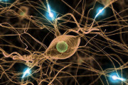 東大研究者が発見した｢老化細胞｣除去薬の衝撃