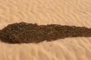 サバクトビバッタが砂漠を団結しながら進んでいる様子がキモすぎる