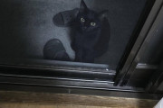 【画像】ベランダに猫がいるんだが