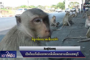 日本人「タイがヤバい！コロナのせいで飢えた猿が町中で暴れてる！」【タイ人の反応】