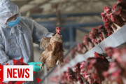 中国：新型肺炎に引き続き鳥インフルエンザの発生を確認[海外の反応]