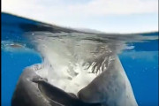【動画】クジラの食事ｗｗｗｗｗｗｗｗｗ